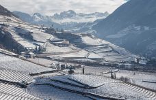 Cantina Bolzano: vini d’alta quota frutto di una vendemmia eccezionale