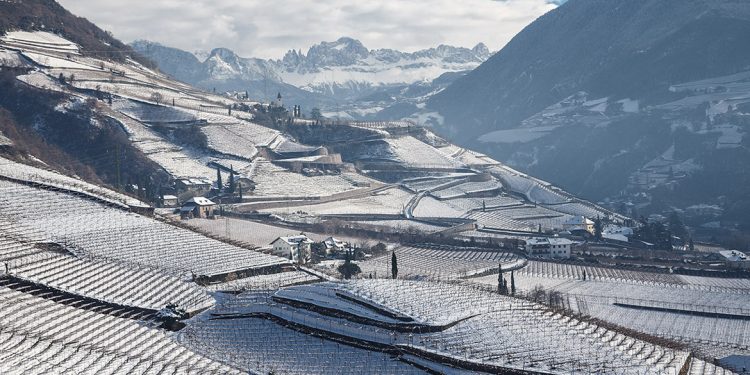 Cantina Bolzano: vini d’alta quota frutto di una vendemmia eccezionale