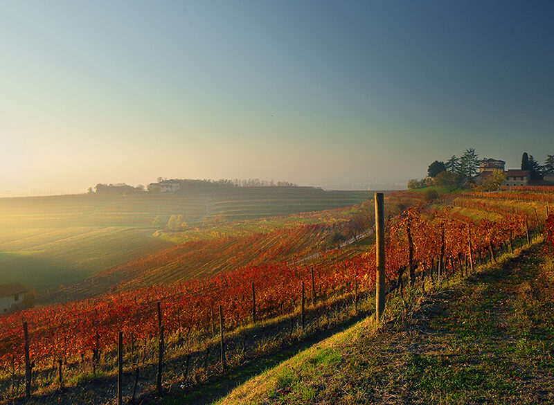 Le Tenute del Leone Alato. Valori e obiettivi del nuovo polo vinicolo di Genagricola