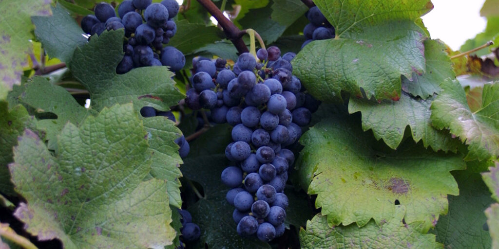 In Italia così come all’estero si brinda (anche) con il Lambrusco