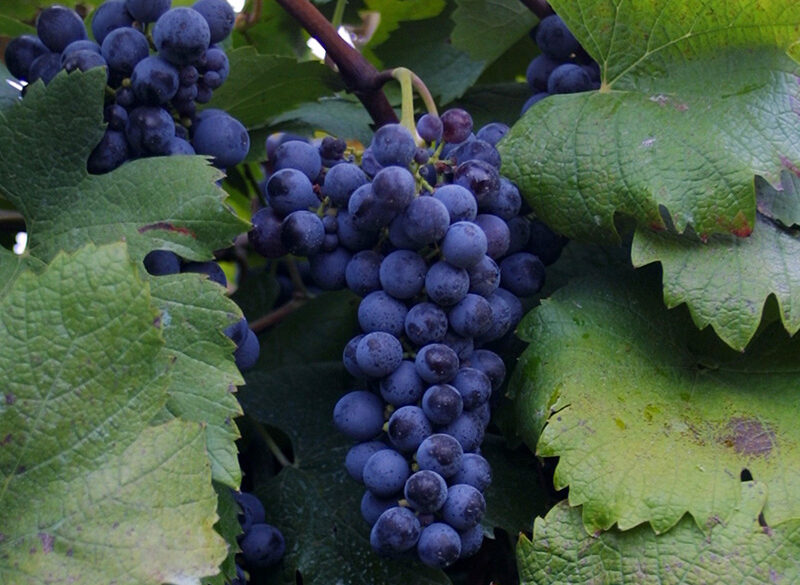 In Italia così come all’estero si brinda (anche) con il Lambrusco