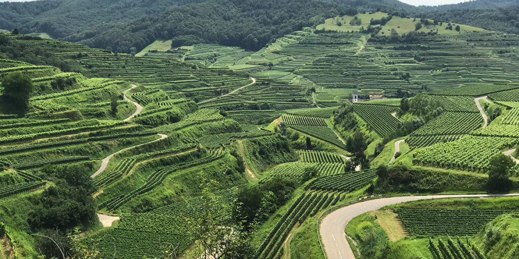 Pinot grigio in Germania, da barocco Ruländer a fine Grauburgunder