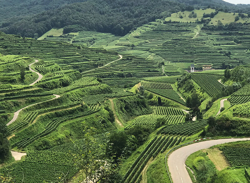 Pinot grigio in Germania, da barocco Ruländer a fine Grauburgunder