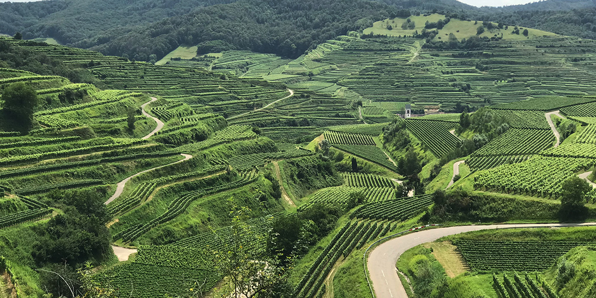 Pinot grigio in Germania, da barocco Ruländer a fine Grauburgunder