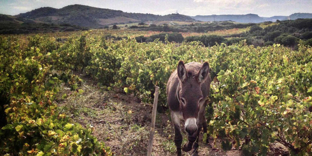Gli interpreti del vino naturale in Sardegna