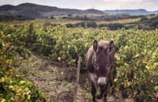 Gli interpreti del vino naturale in Sardegna
