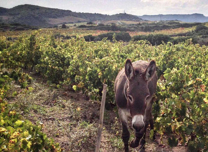 Gli interpreti del vino naturale in Sardegna