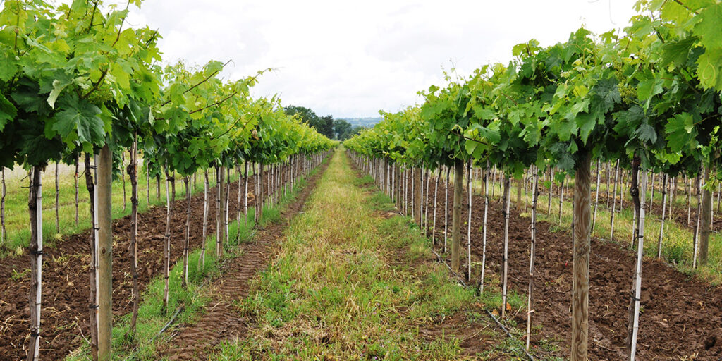 La densità d’impianto ottimale? Dipende da terroir e vitigni