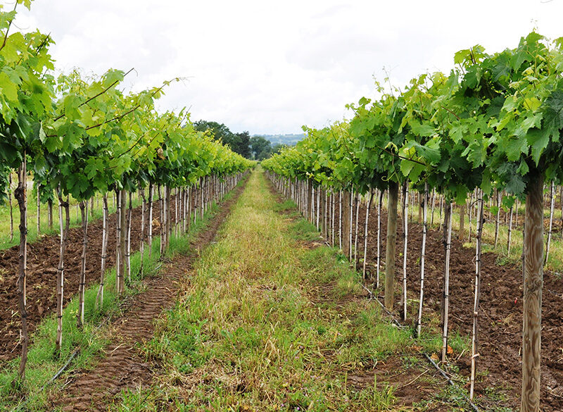 La densità d’impianto ottimale? Dipende da terroir e vitigni