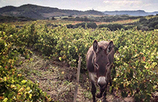 Gli interpreti del vino naturale in Sardegna