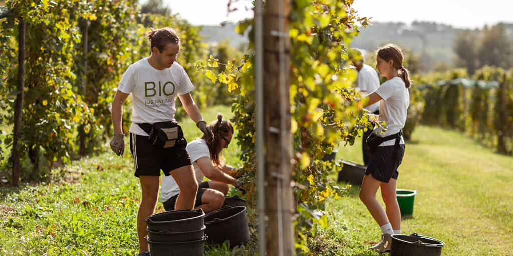 Bortolomiol: Il futuro comincia in vigna