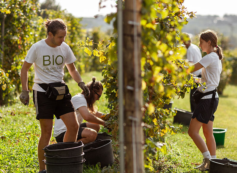 Bortolomiol: Il futuro comincia in vigna