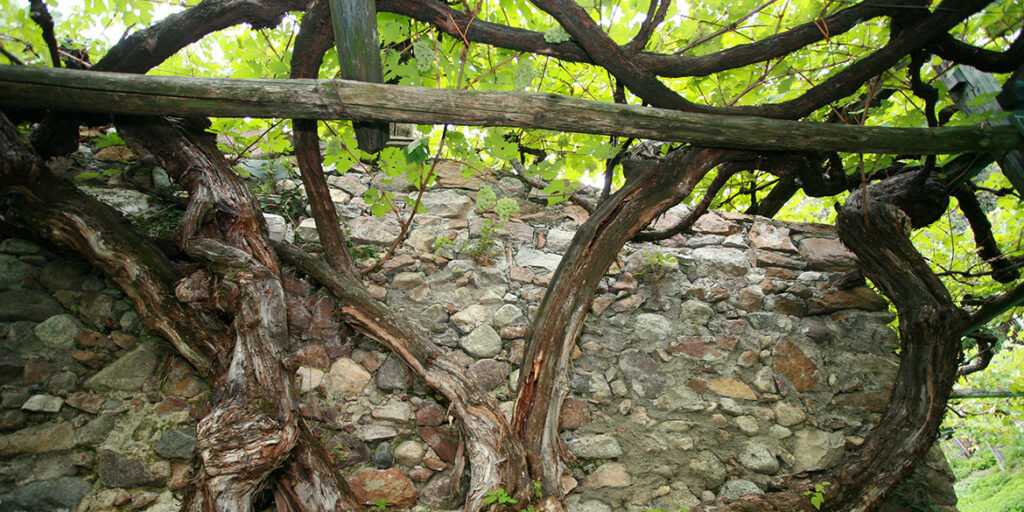 Censimento delle Vecchie Vigne: l’Alto Adige