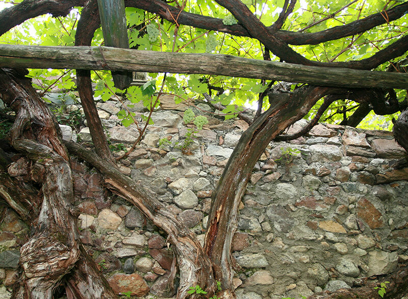 Censimento delle Vecchie Vigne: l’Alto Adige