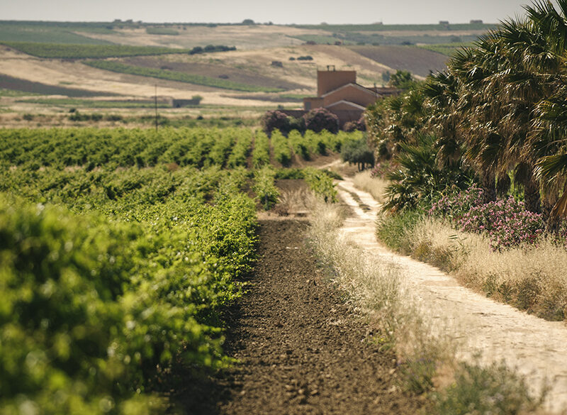 250 anni di Marsala. La storia del vino fortificato più famoso d’Italia