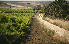 250 anni di Marsala. La storia del vino fortificato più famoso d’Italia