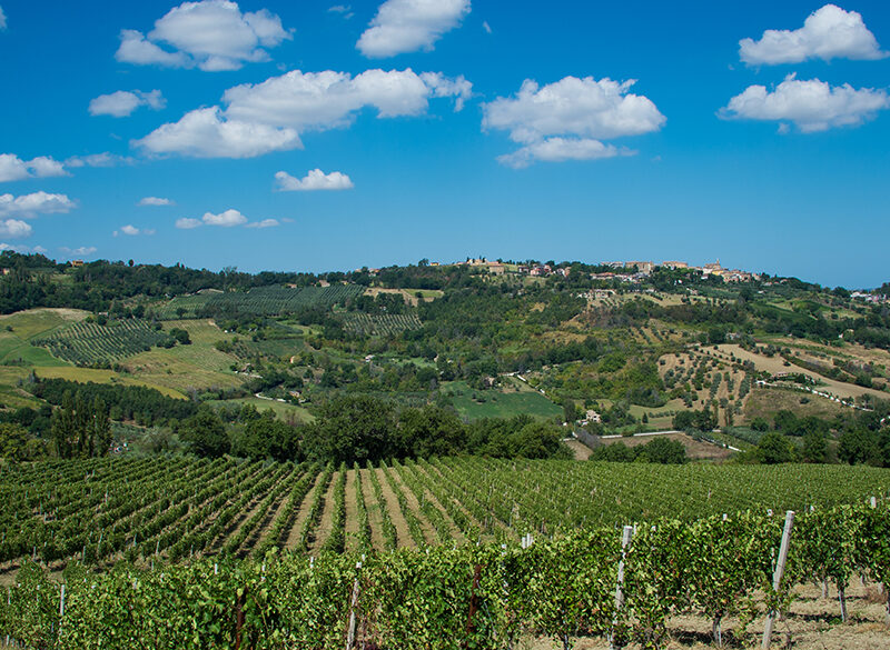 Umani Ronchi e le sue tre grandi interpretazioni del Verdicchio