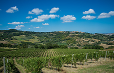 Umani Ronchi e le sue tre grandi interpretazioni del Verdicchio