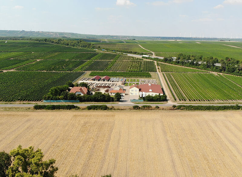 Heunisch, Blauer Arbst & co: i vitigni rari della Germania