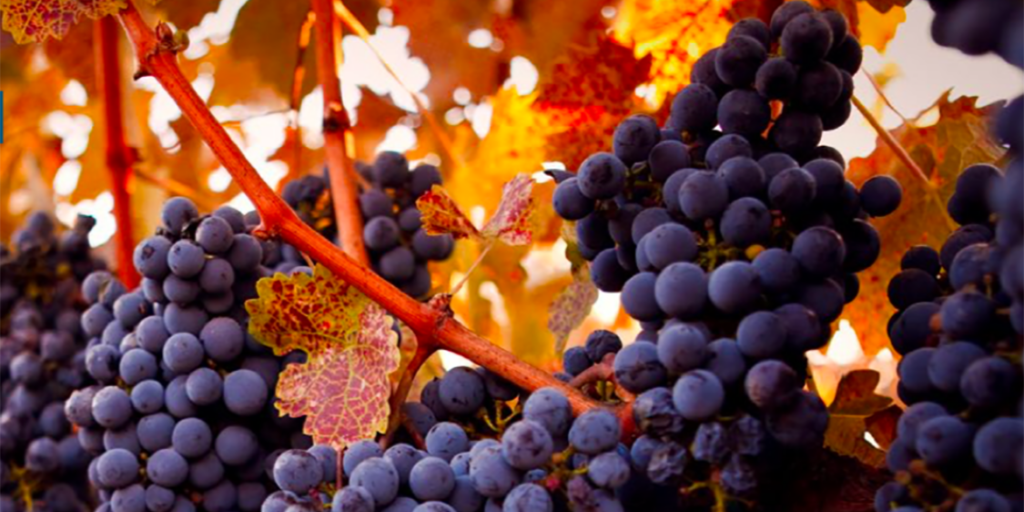 Report Silicon Valley Bank: la salute del vino Usa migliora, ma restano molte criticità