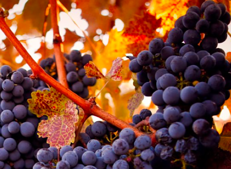 Report Silicon Valley Bank: la salute del vino Usa migliora, ma restano molte criticità