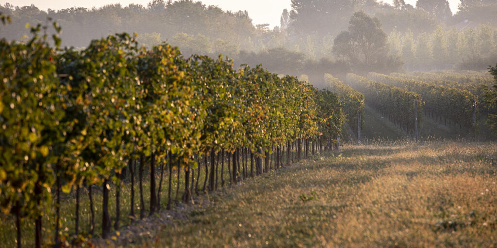 Vigneti sperimentali: il progetto del C.R.E.A. con Tenute Tomasella (e non solo)