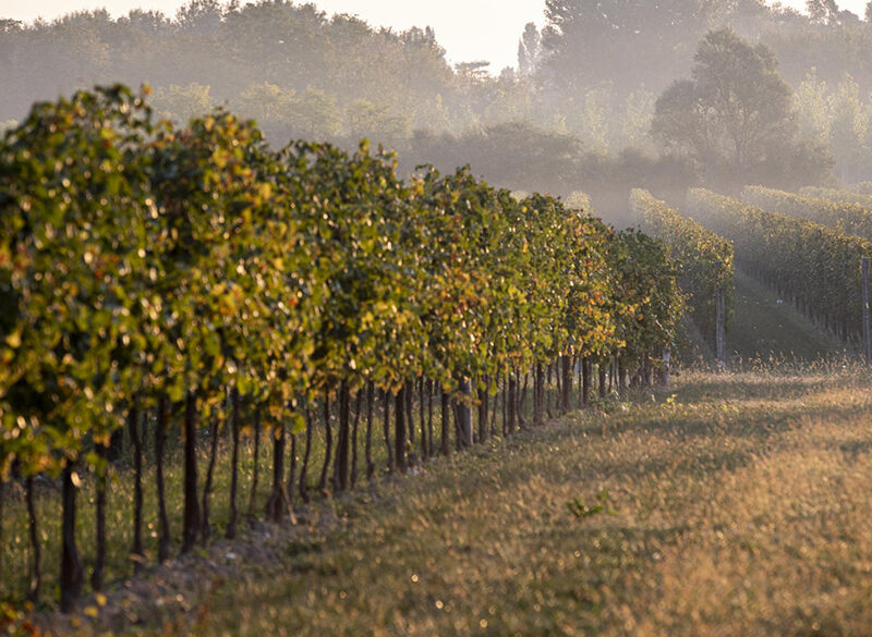 Vigneti sperimentali: il progetto del C.R.E.A. con Tenute Tomasella (e non solo)