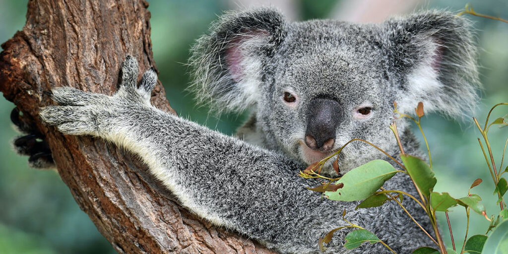 Australia: esportazioni ancora in calo, ma si cercano segnali positivi