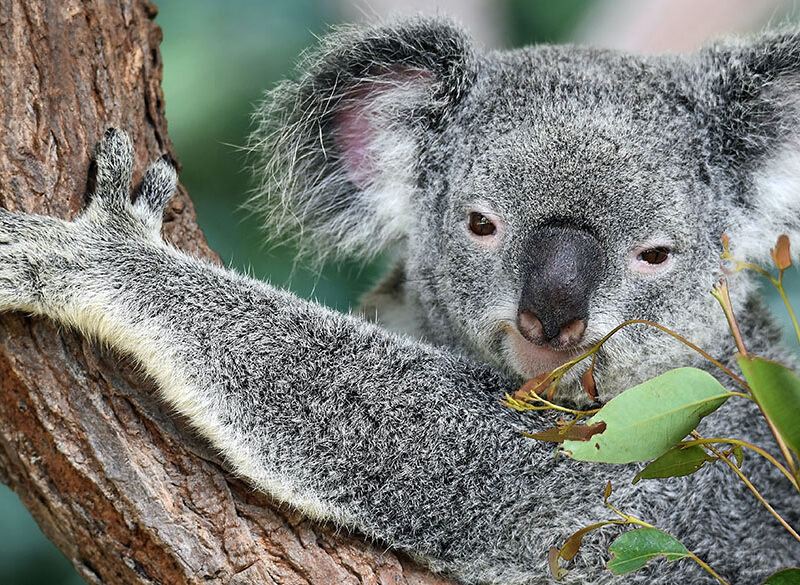 Australia: esportazioni ancora in calo, ma si cercano segnali positivi