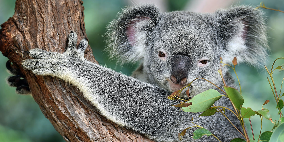 Australia: esportazioni ancora in calo, ma si cercano segnali positivi