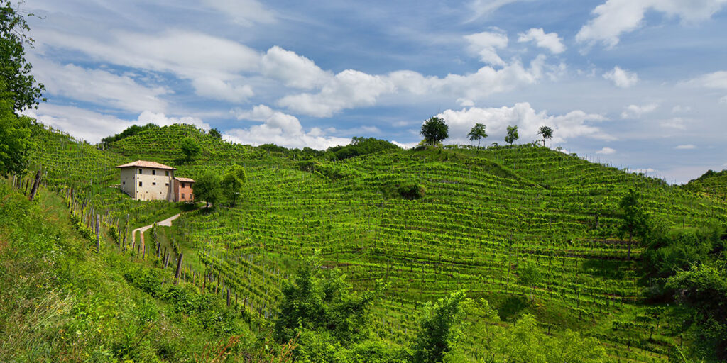 Censimento delle Vecchie Vigne: il Veneto