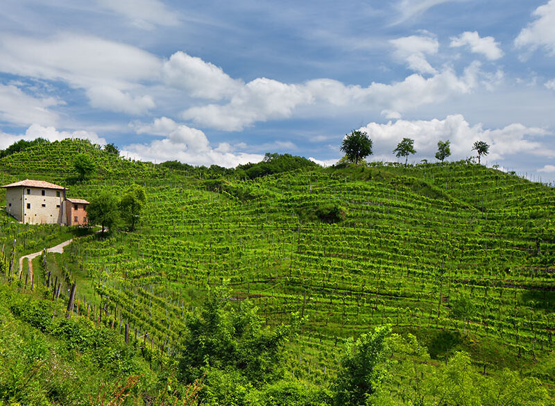 Censimento delle Vecchie Vigne: il Veneto