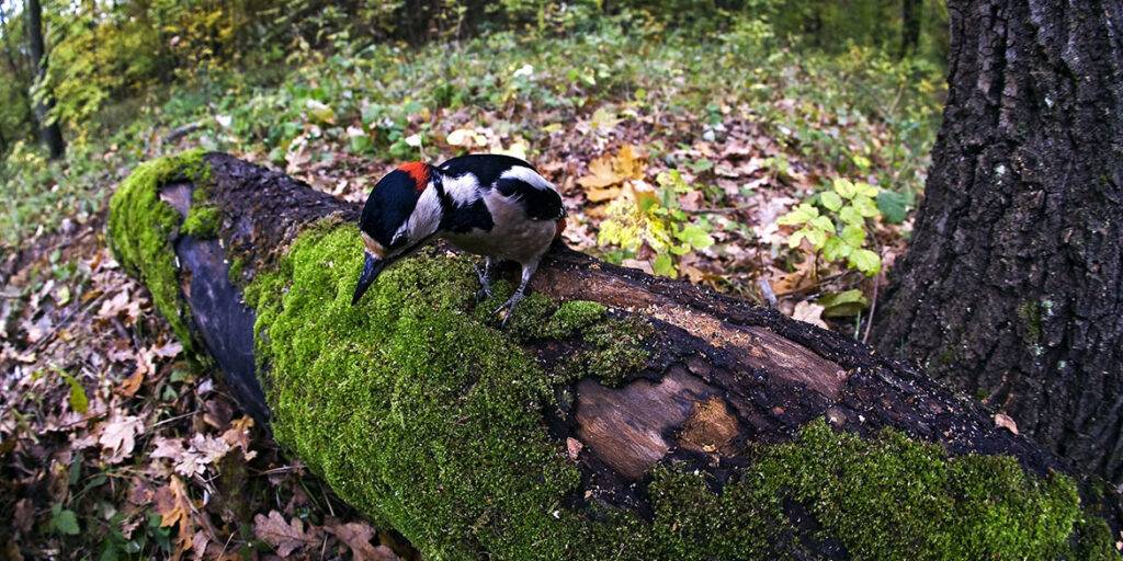 Il vero significato del termine biodiversità
