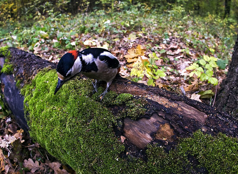 Il vero significato del termine biodiversità