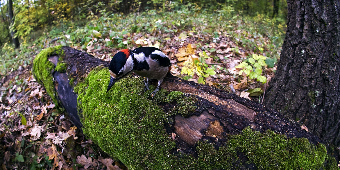 Il vero significato del termine biodiversità