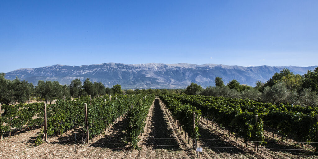 Modello Abruzzo: il vino regionale vara la sua rivoluzione