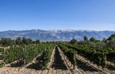 Modello Abruzzo: il vino regionale vara la sua rivoluzione