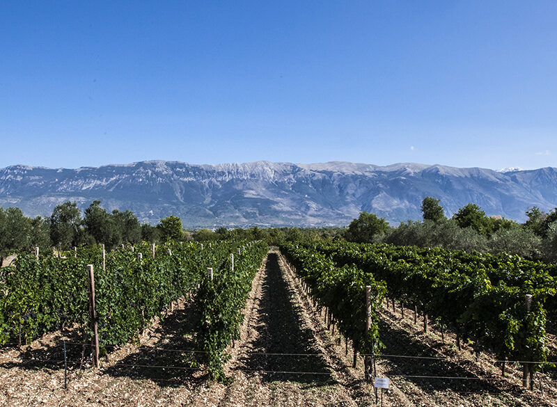 Modello Abruzzo: il vino regionale vara la sua rivoluzione