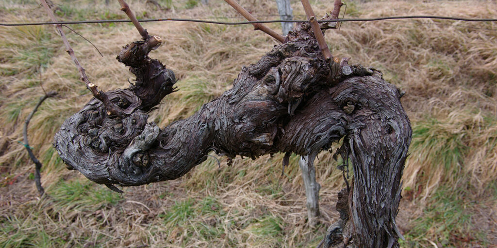 Censimento delle Vecchie Vigne: il Friuli Venezia Giulia