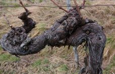 Censimento delle Vecchie Vigne: il Friuli Venezia Giulia