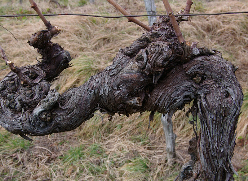 Censimento delle Vecchie Vigne: il Friuli Venezia Giulia