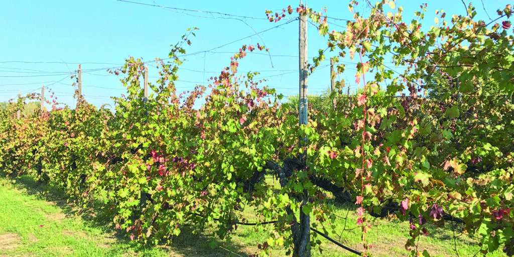 Censimento delle Vecchie Vigne: l’Emilia Romagna