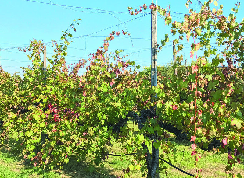 Censimento delle Vecchie Vigne: l’Emilia Romagna