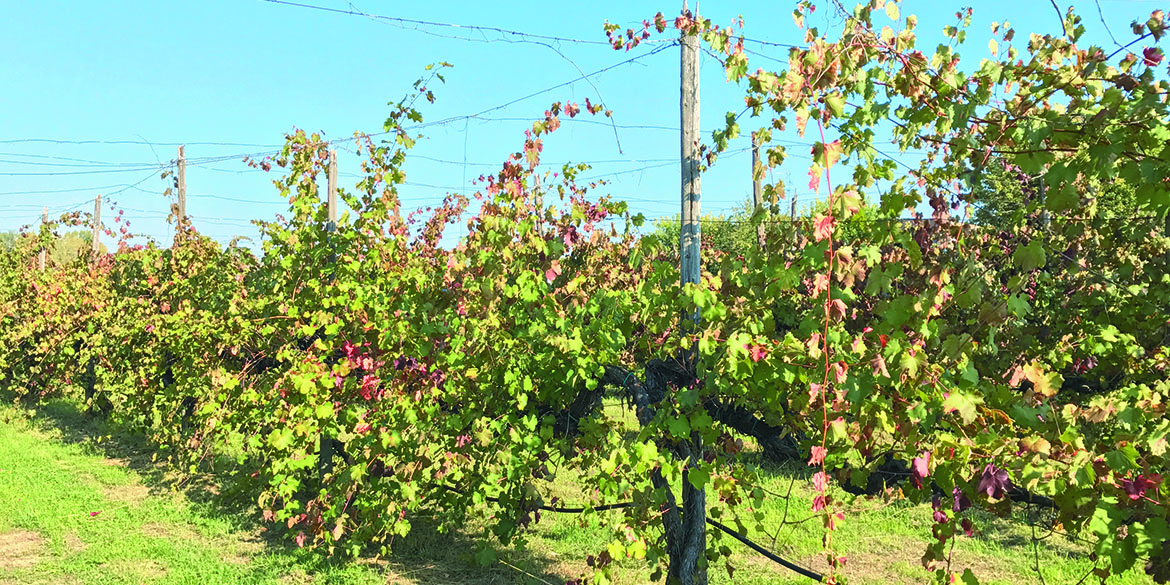 Censimento delle Vecchie Vigne: l’Emilia Romagna