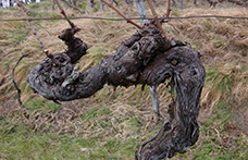 Censimento delle Vecchie Vigne: il Friuli Venezia Giulia