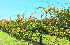 Censimento delle Vecchie Vigne: l’Emilia Romagna