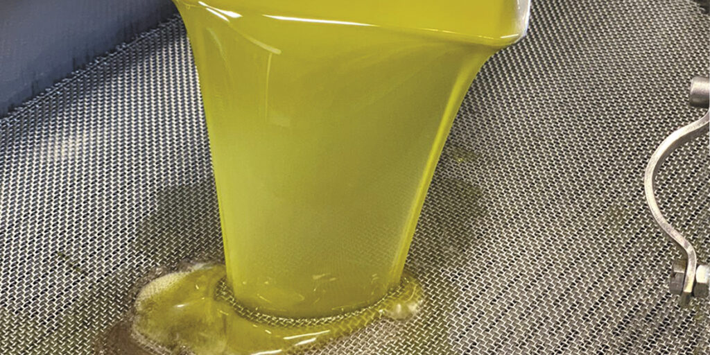 Olio 2021-22, un’annata complessa con punte di eccellenza