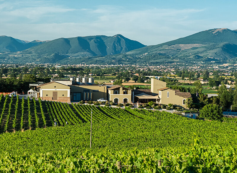 Arnaldo Caprai, Sagrantino (e non solo) con la mano di Michel Rolland