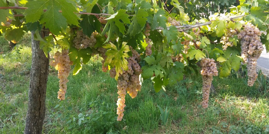 L’Irpinia delle piccole ma brillanti stelle