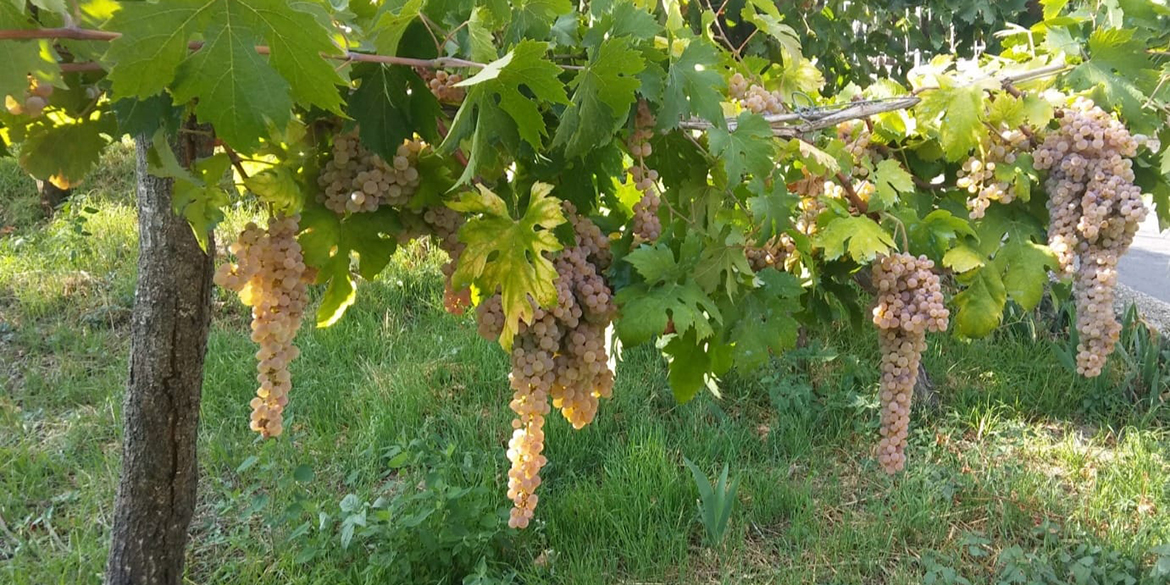 L’Irpinia delle piccole ma brillanti stelle